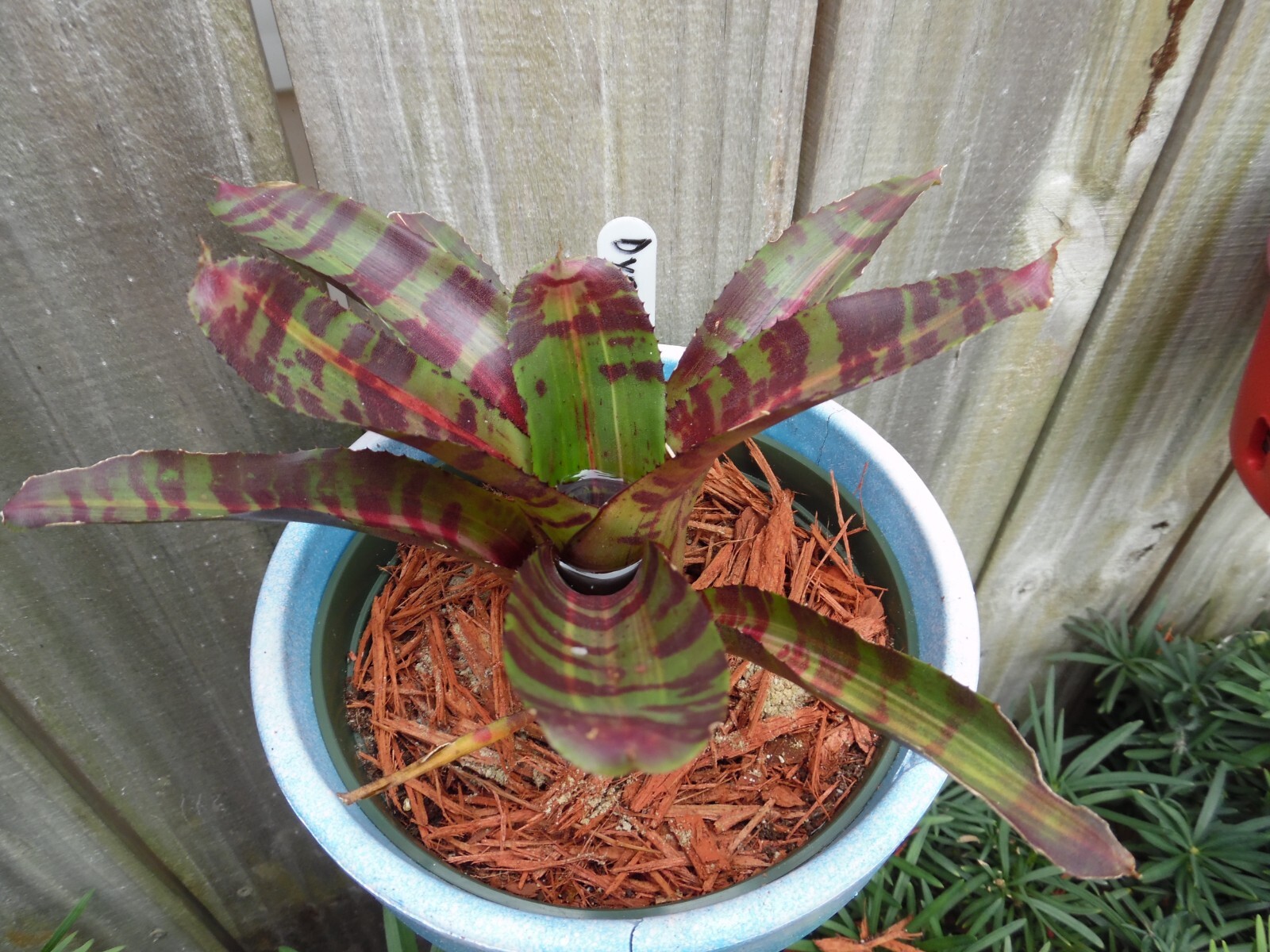 Neoregelia DYNAMIC FORCE Bromeliad one tropical plant *MEDIUM*