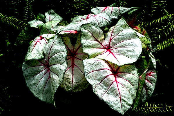 WIHTE QUEEN Caladium Bulbs for Planting, 4 Bulbs from Florida Plantation