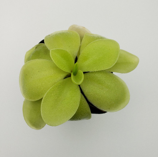 Pinguicula gigantea alba x ‘Huahuapan’ (Butterworts) Plant