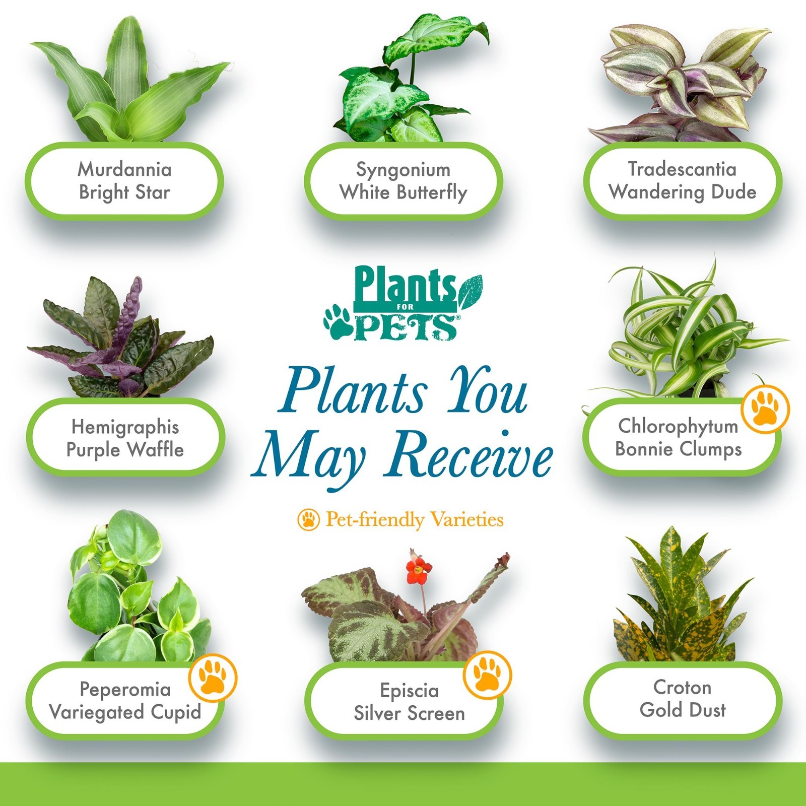 6 Pack Assorted Air Purifying Indoor Plants – Easy Care Houseplants in Pots