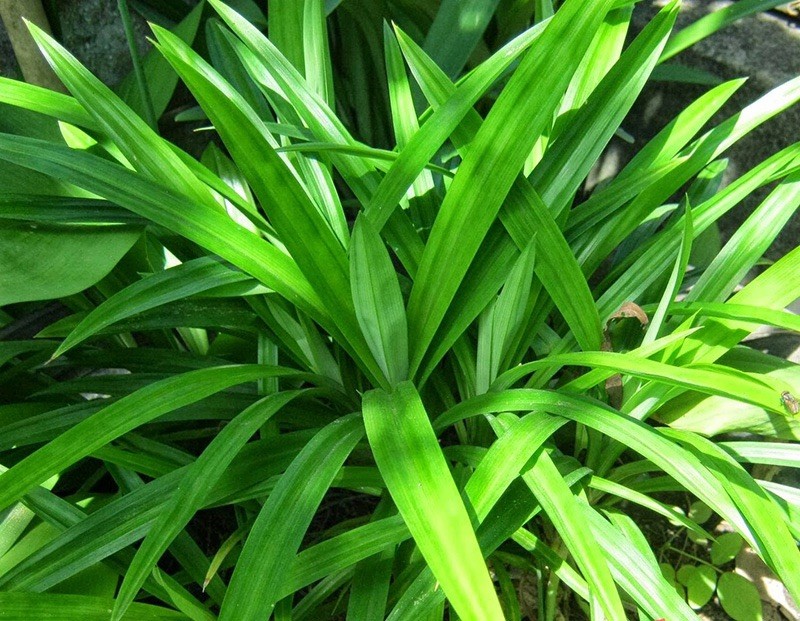 1 Live Pandan tree With Roots 6-8 Inch (lá Dứa) no pot
