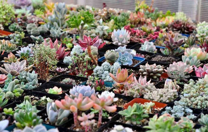 Assorted Succulent Cuttings, Clippings With 10 varieties plants for Garden Decor