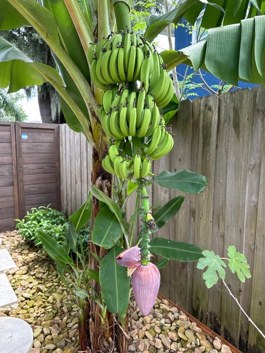 Musa acuminata | Dwarf Cavendish Banana | 10_Seeds