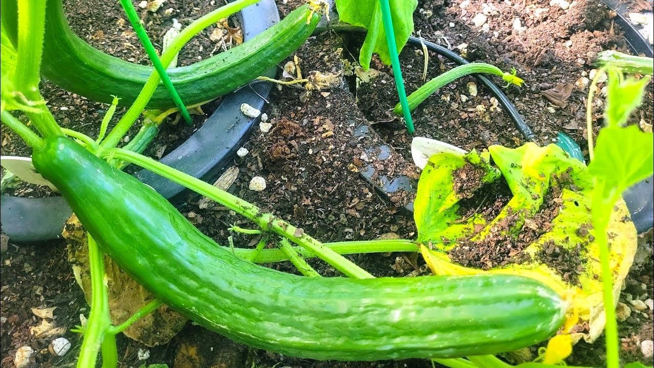 TomorrowSeeds – English Telegraph Improved Burpless Cucumber 30+ Count