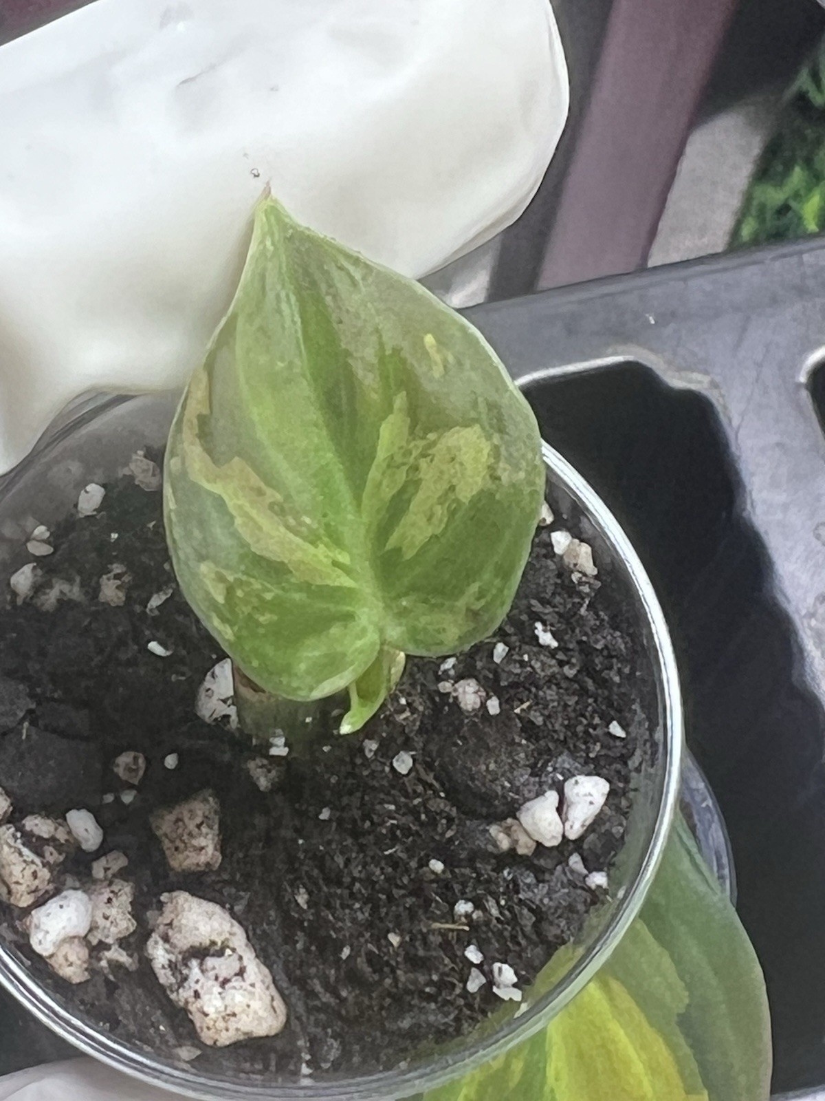 Philodendron Orange Melano Starter Plant
