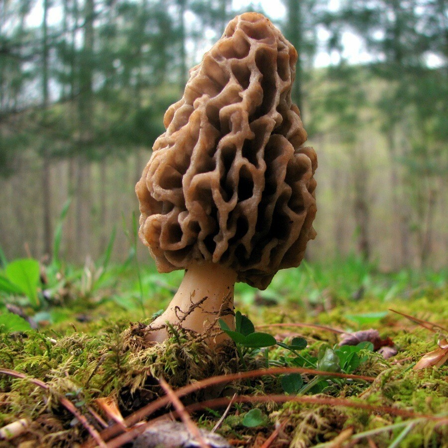 Seeds Mushroom Morel Conical Mycelium Spawn Grow Kit Dried Spores Organic