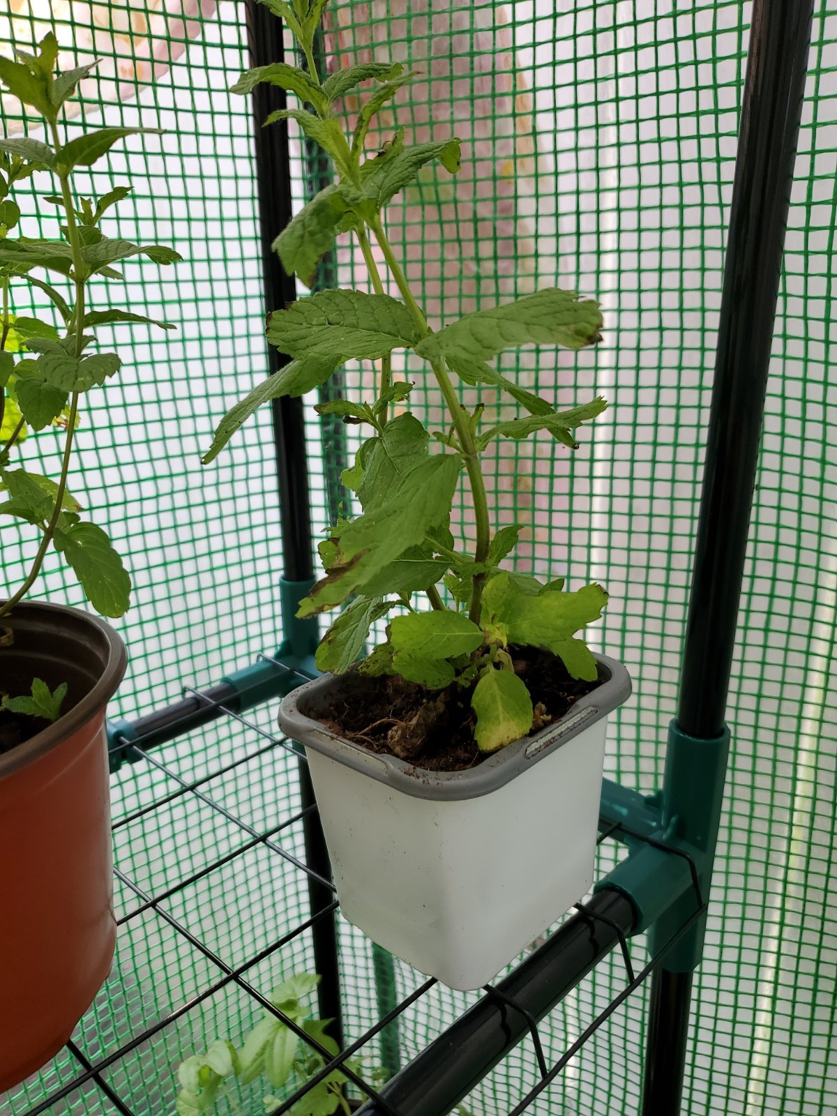 Mojito Mint Live Root