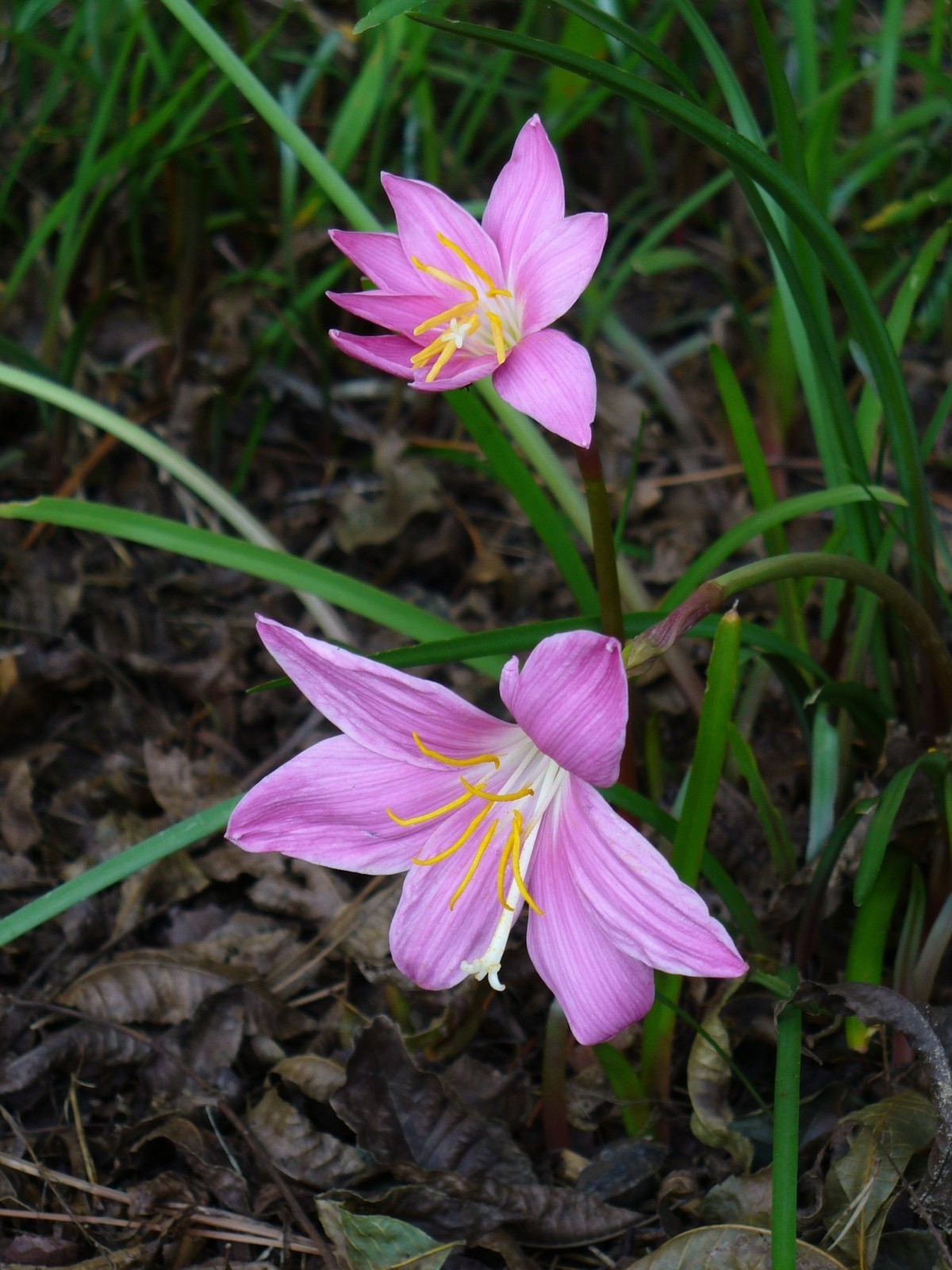 6 Pink Zephyr Lily, Fairy Lily, and Rain Lily, Zephyranthes – 6 Bulbs