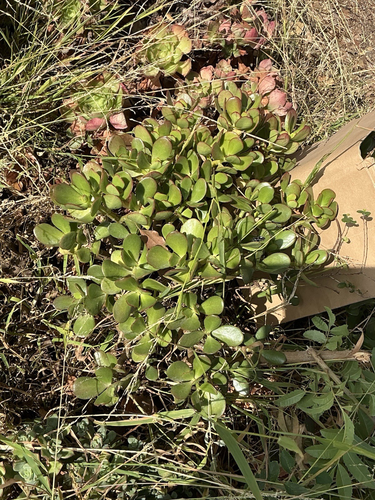 healthy jade plant with roots, Around 18” tall, rooted