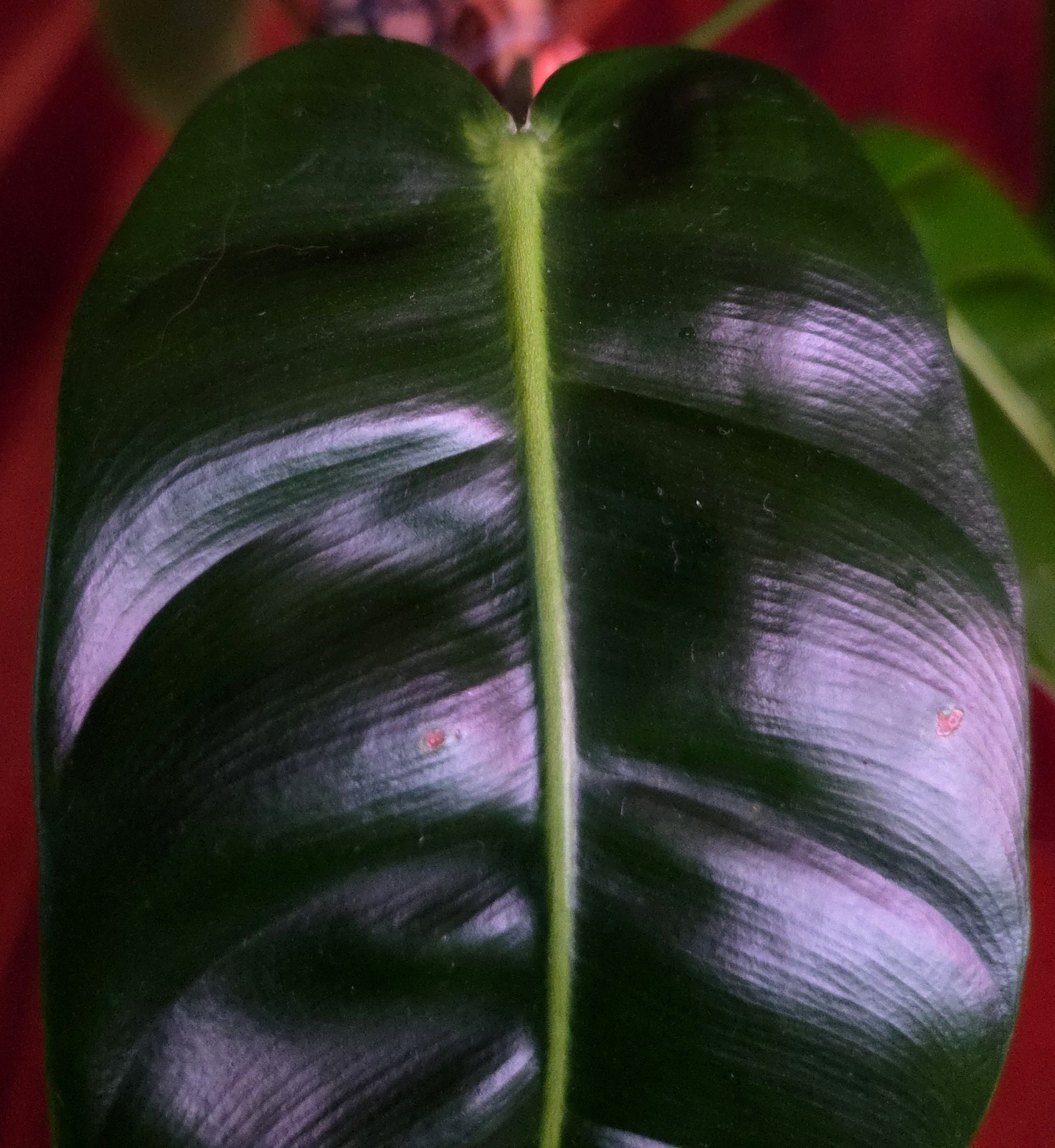Rare Philodendron Patriciae X Esmeraldense Narrow 22″ Tall No Anthurium Monstera