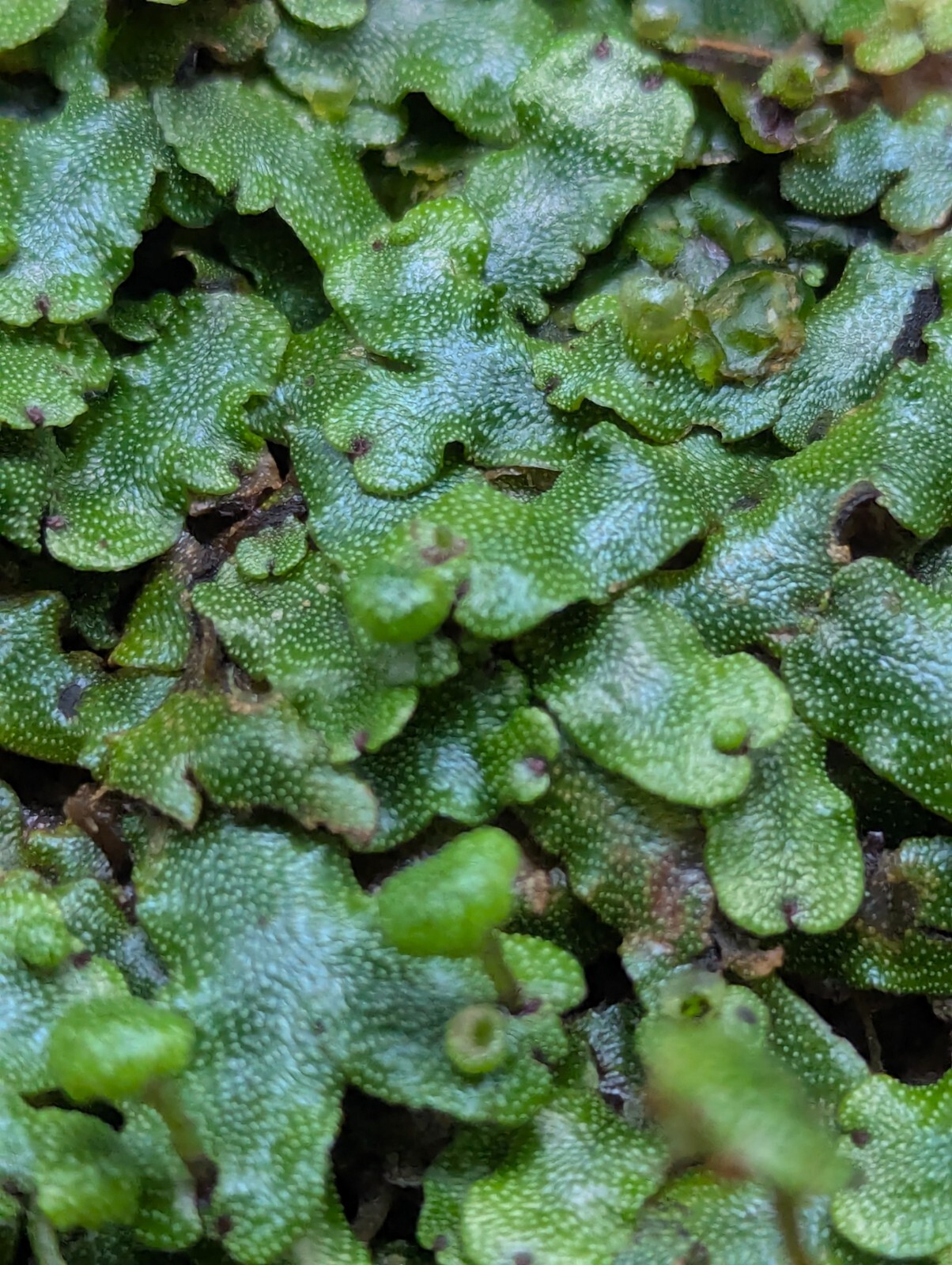 x3 Live Rare Bare Plants : 3″ inch : Marchantia Liverwort rainforest groundcover
