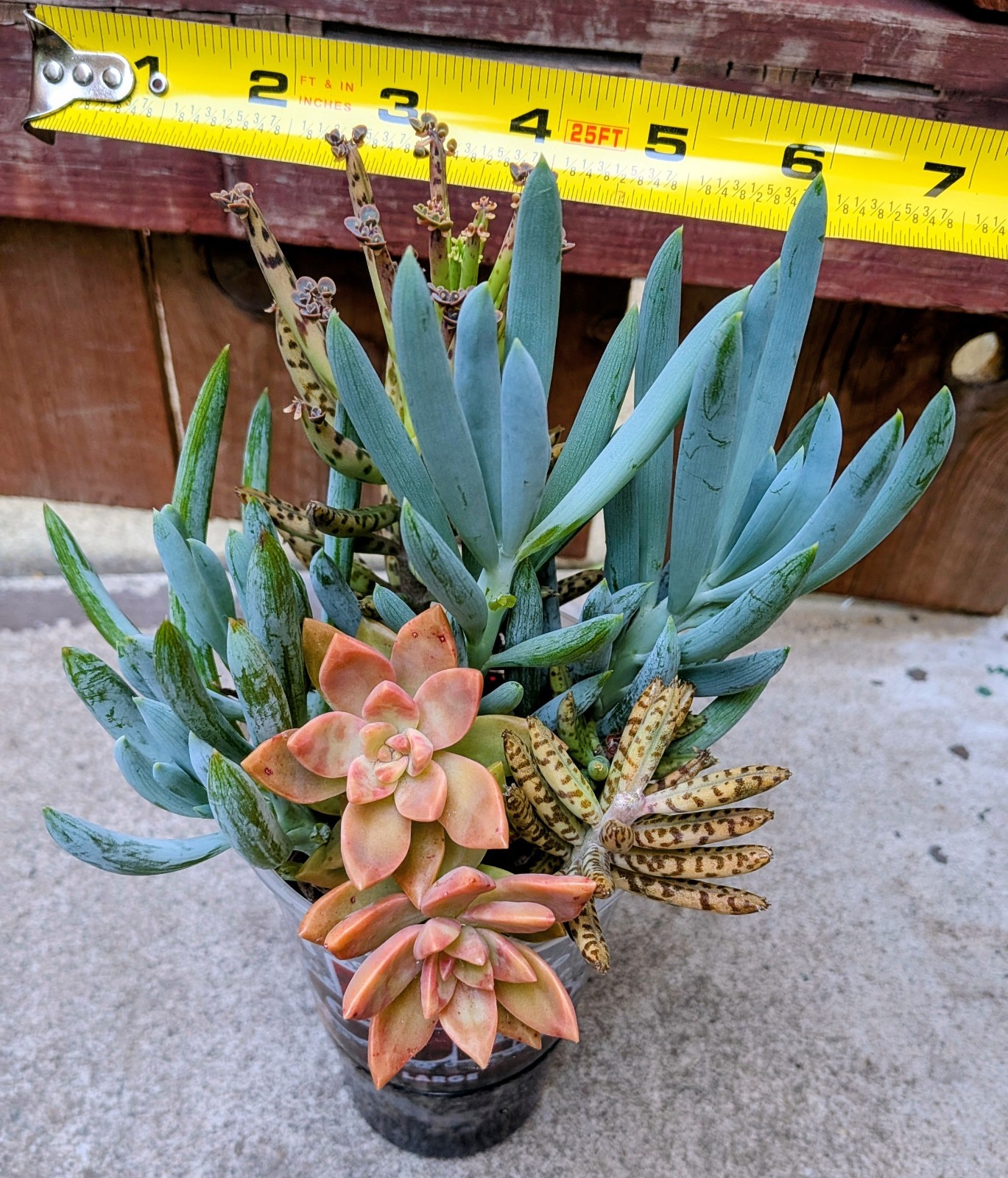 Sedum “Adolphi” + Senecio “Blue Chalk Sticks” + Mother Of Millions @Door Pick Up
