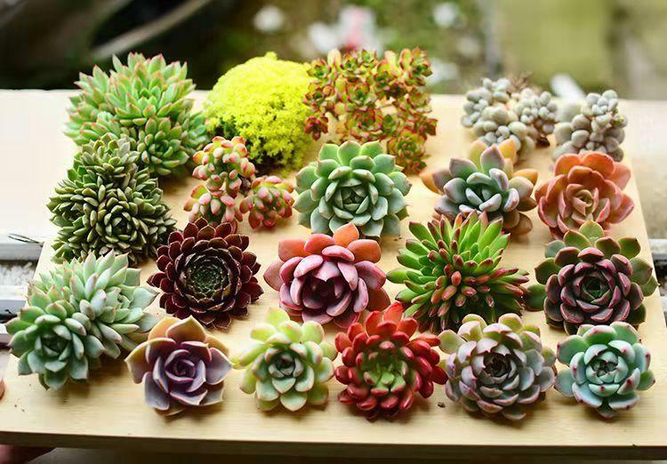 Assorted Succulent Cuttings, Clippings With 10 varieties plants for Garden Decor