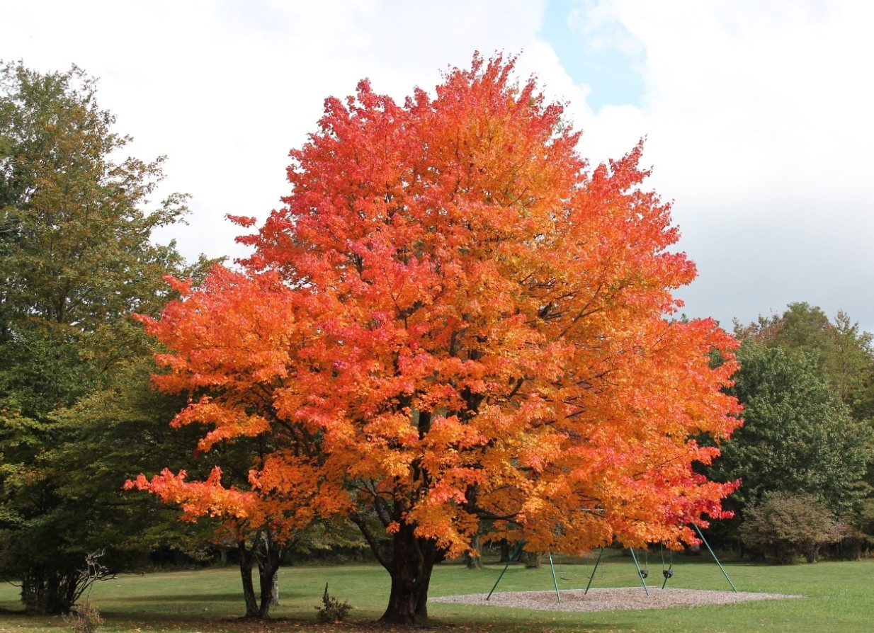 Sugar Maple Tree – Live Plant 10–18″ Tall in Quart Pot – No Ship to AK, HI, PR