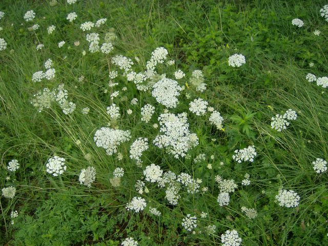 40 QUEEN ANNE’S LACE SEEDS (Daucus carota )
