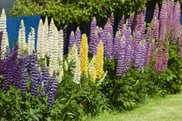 40+Lupine Flower Seeds Mix / Reseeding Annual / Lupinus