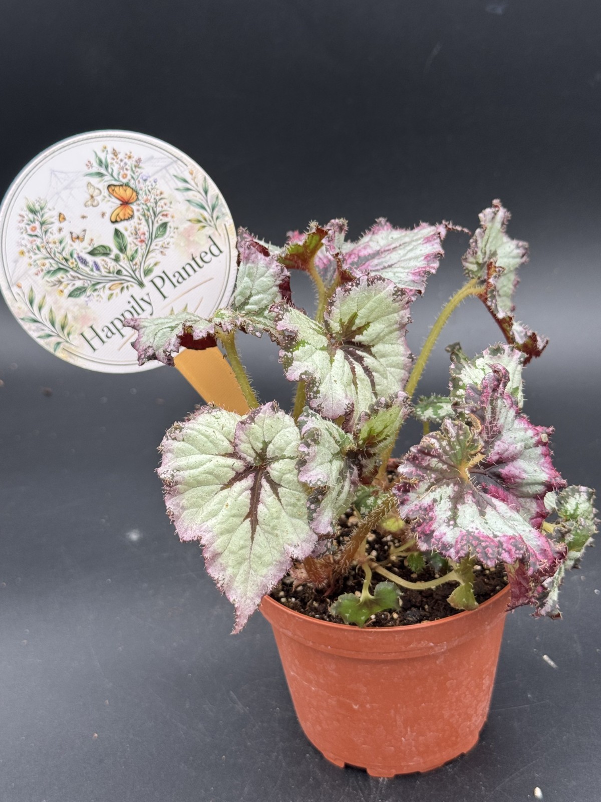 Begonia Strawberry Shortcake – 4″ Pot Live Plant – Free Shipping