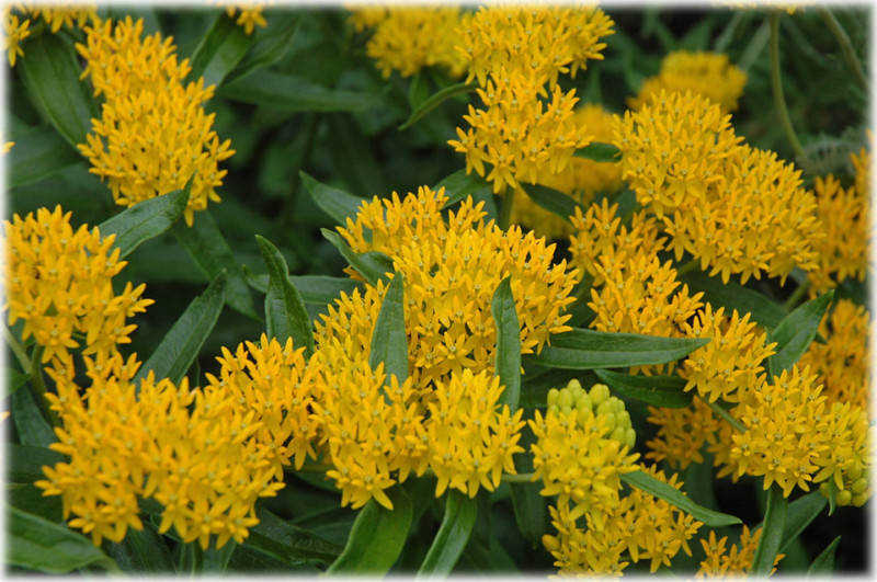 Asclepias tuberosa Hello Yellow RARE (Monarch Host Plants) 5 seeds