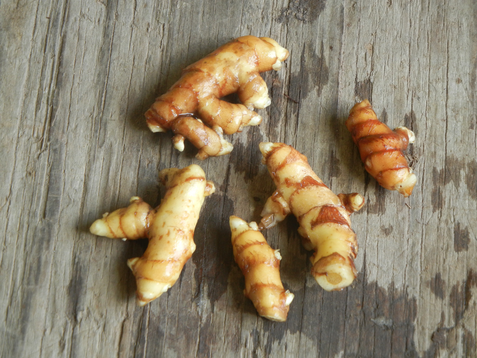 Ginger Curcuma Petiolata Hidden Pink Flowering 1 Plant Start Rhizome Easy Grow