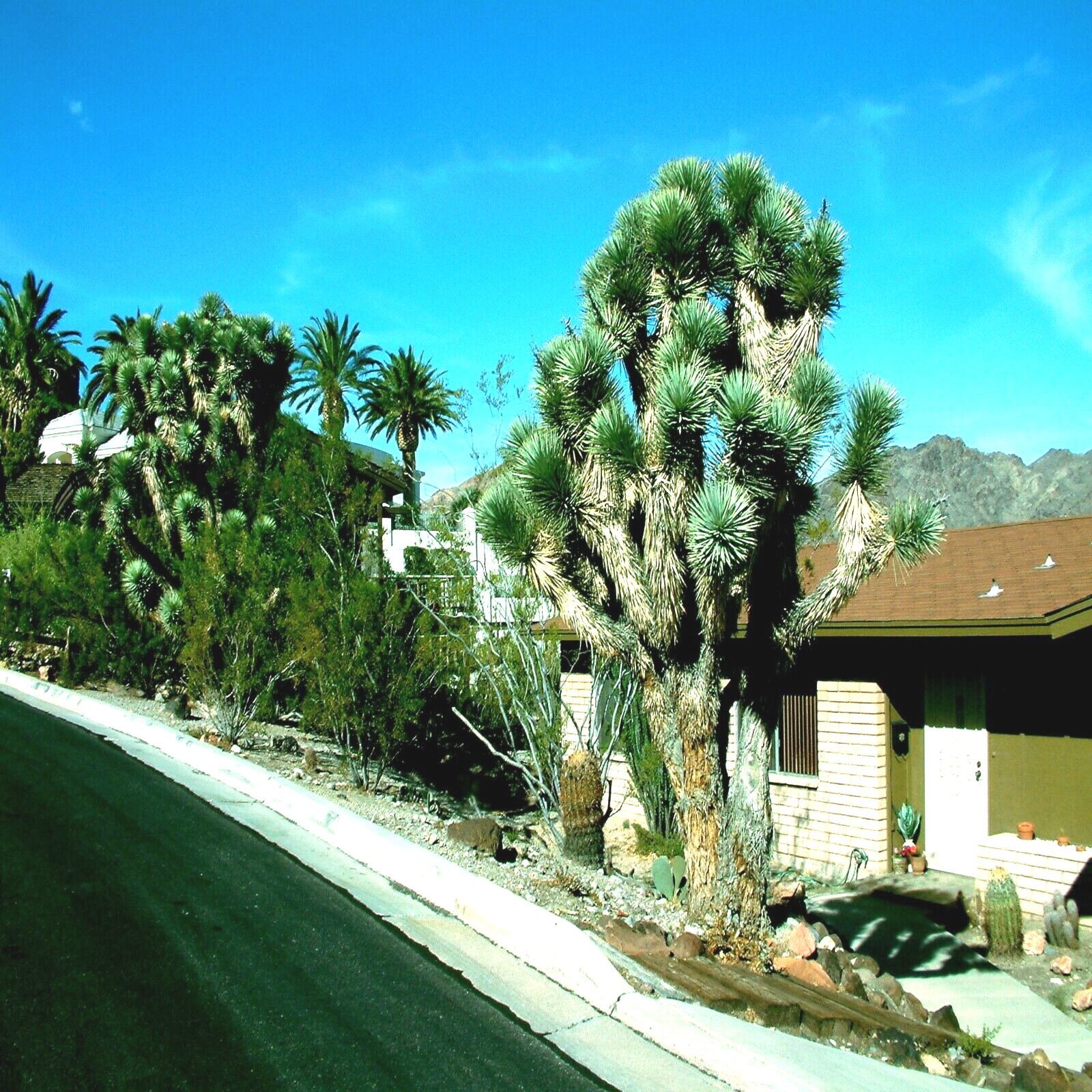 JOSHUA TREE SEEDS “Largest Yucca Plant” Cactus Cacti Succulent Palm Flower RARE!