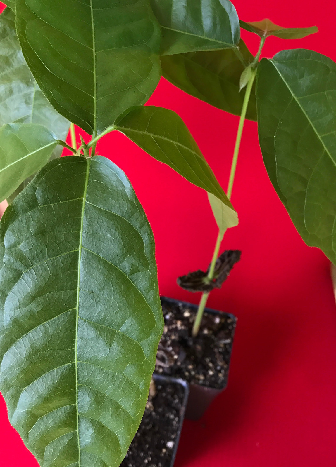 Yellow Theobroma Cacao Cocoa Chocolate Tropical Fruit Tree Potted Plant 8-13″