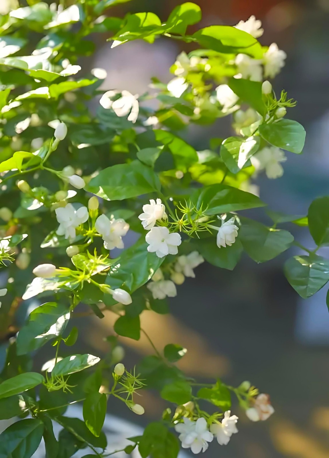 50 Pcs Jasmin Seeds for Planting Fragrant Flower Home Garden Jasmin1