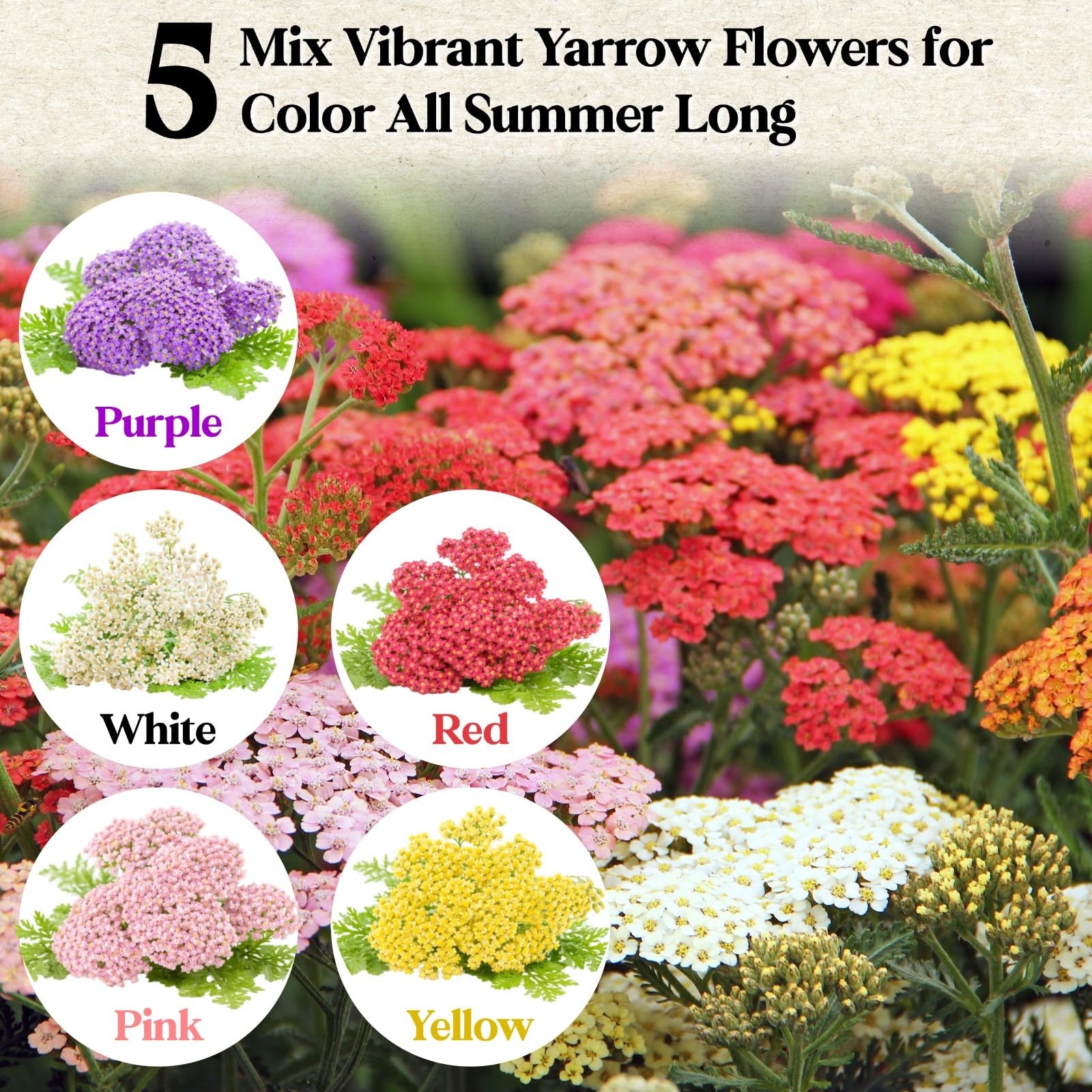 8000+ Yarrow Seeds for Planting 5 Packs Colors Mixed, Achillea Millefolium P…