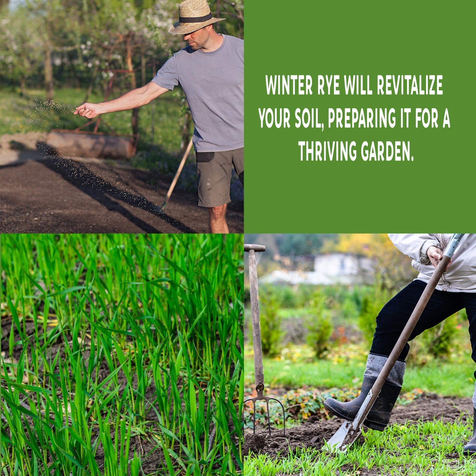 No-Till Winter Rye Seeds – 5 Lbs – Non-Gmo Rye Grain Cover Crop Seeds By