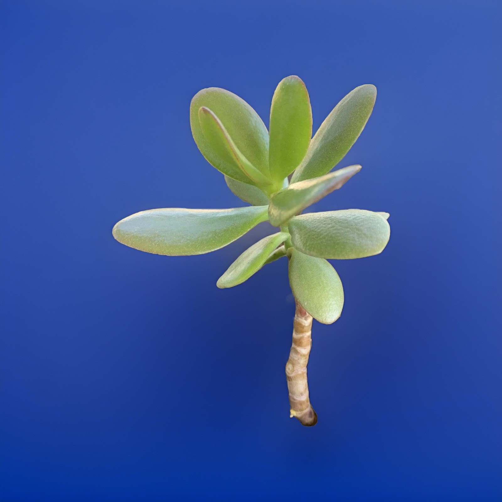 BIG ON SALE..Jade Plant Money Succulent 3″-5″ Single Plant One Branch
