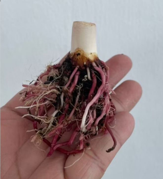 AUTHENTIC Colocasia Thunderstorm 1 bulbs