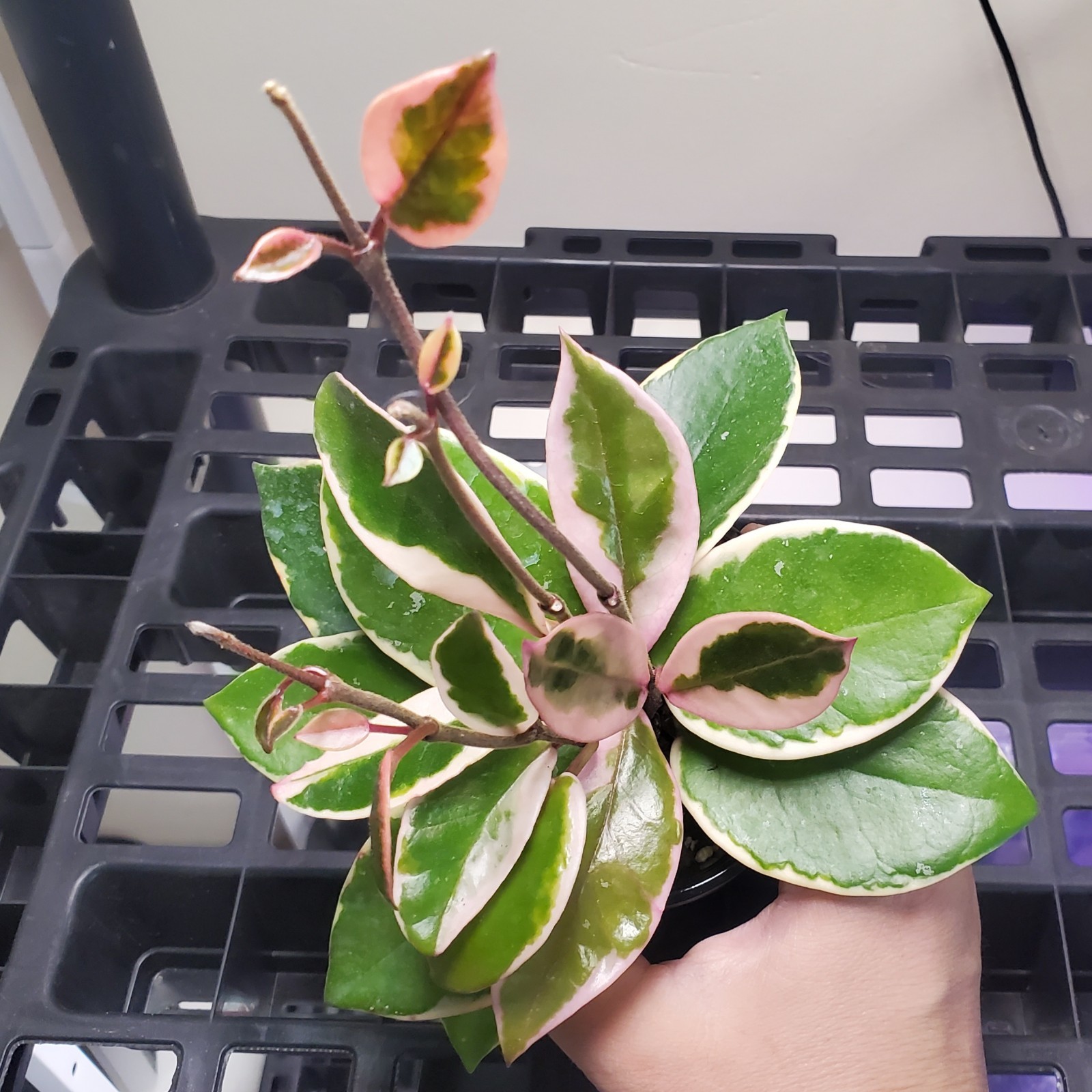 Hoya Flamingo Dreams Purple Pride Tropical Vining Houseplant 3″ pot
