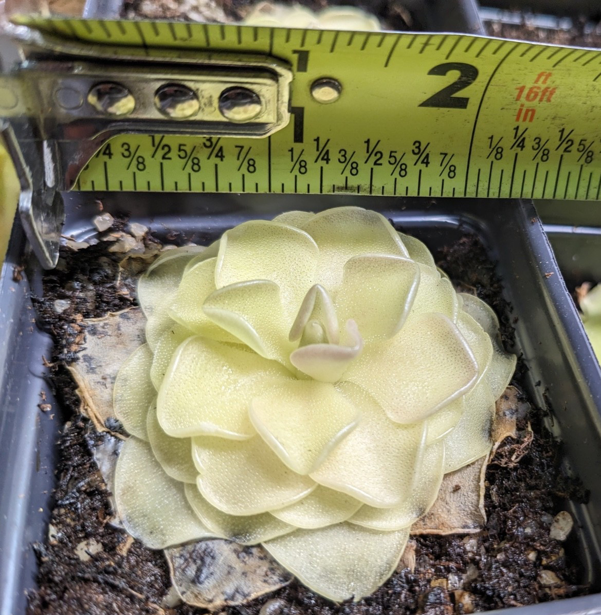Pinguicula Butterwort (morenensis / wesser)