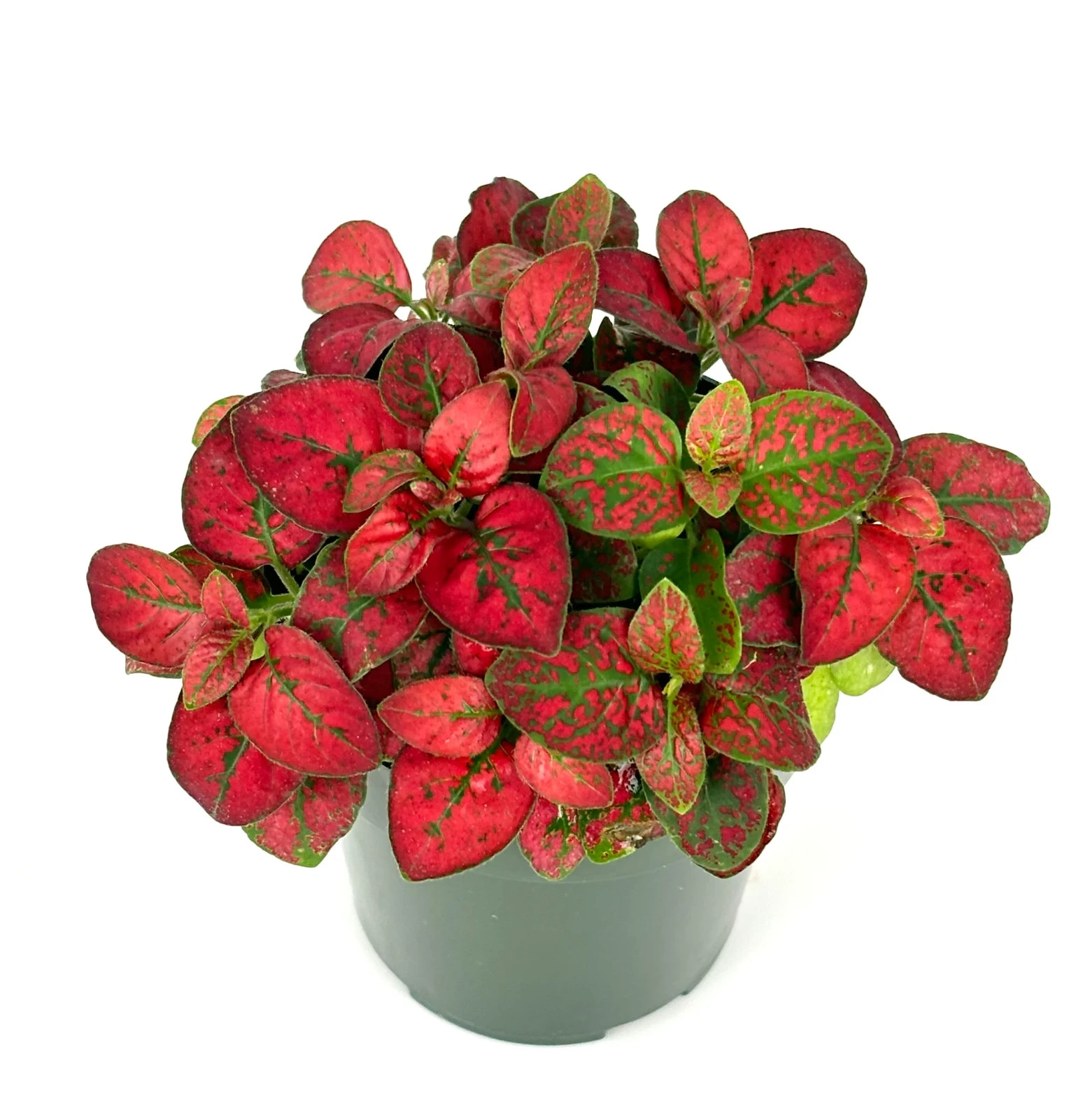 Hypoestes Red Splash Live Potted House Plants Air Purifying, 2.5″ Pot