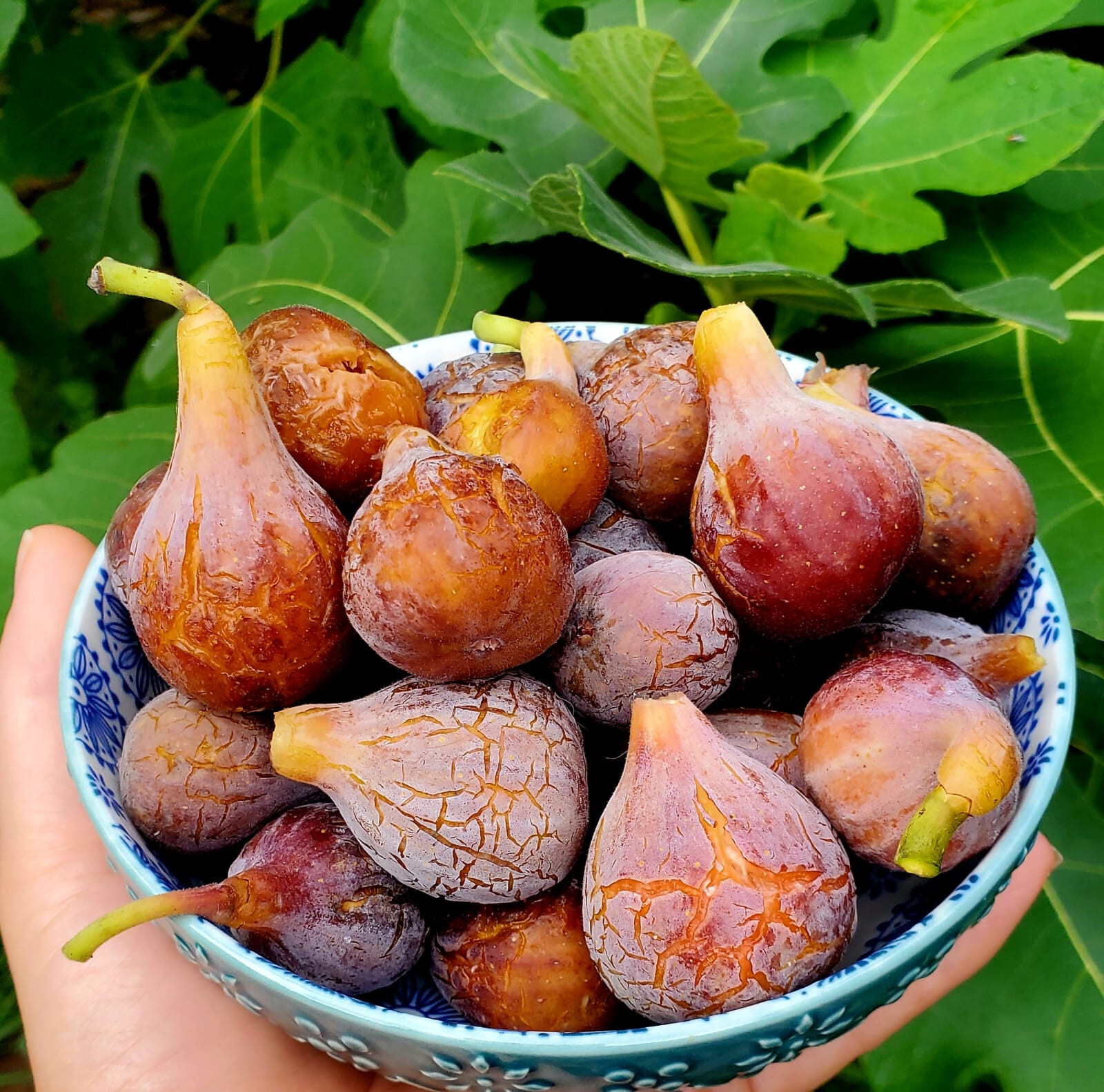 Fresh Fig Tree Cuttings choose from different varieties