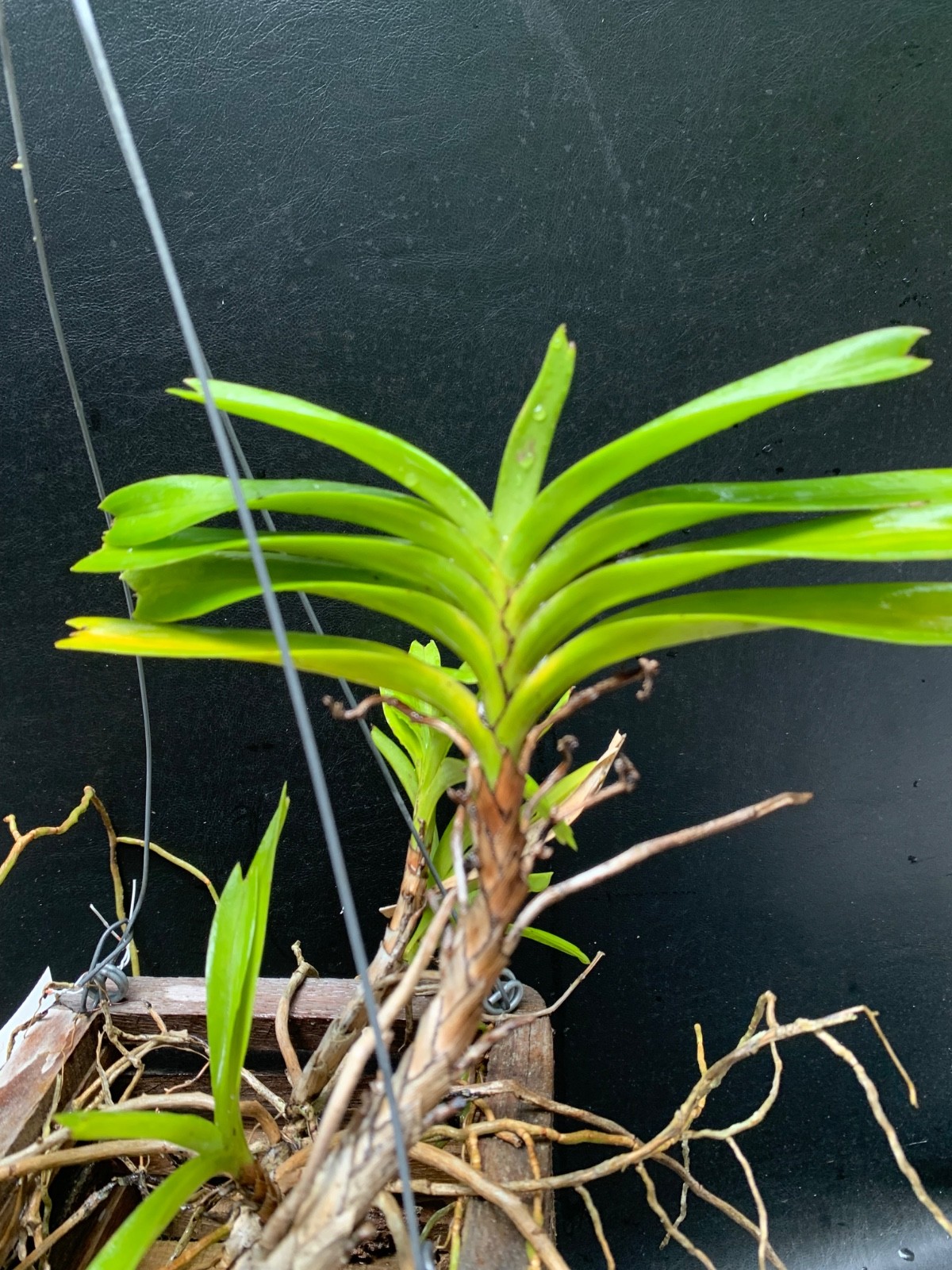 SPECIMEN AERIDES FLABELLATA ORCHID FRAGRANT FLOWERS