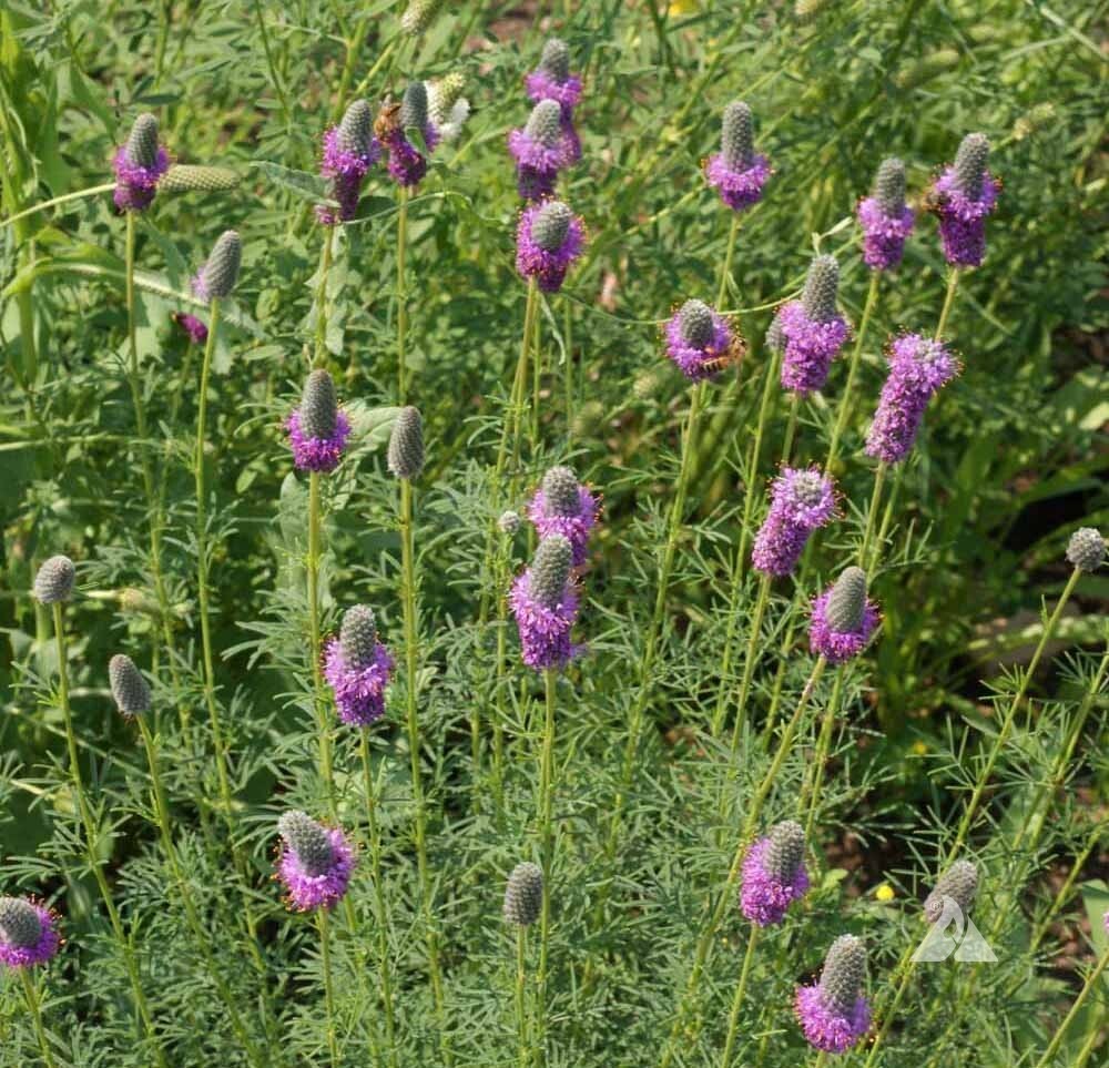 Clover PURPLE PRAIRIE Legume Honey Bees Pollinators PERENNIAL Non-GMO 2000 Seeds