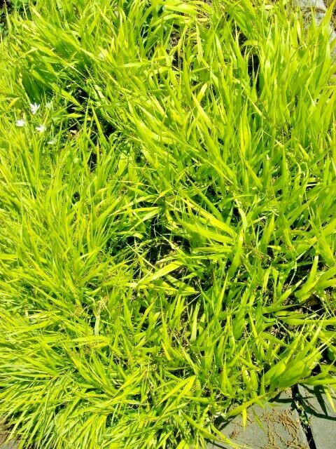 30 ALL GOLD JAPANESE FOREST GRASS SEEDS – Hakonechloa macra ‘ All Gold ‘