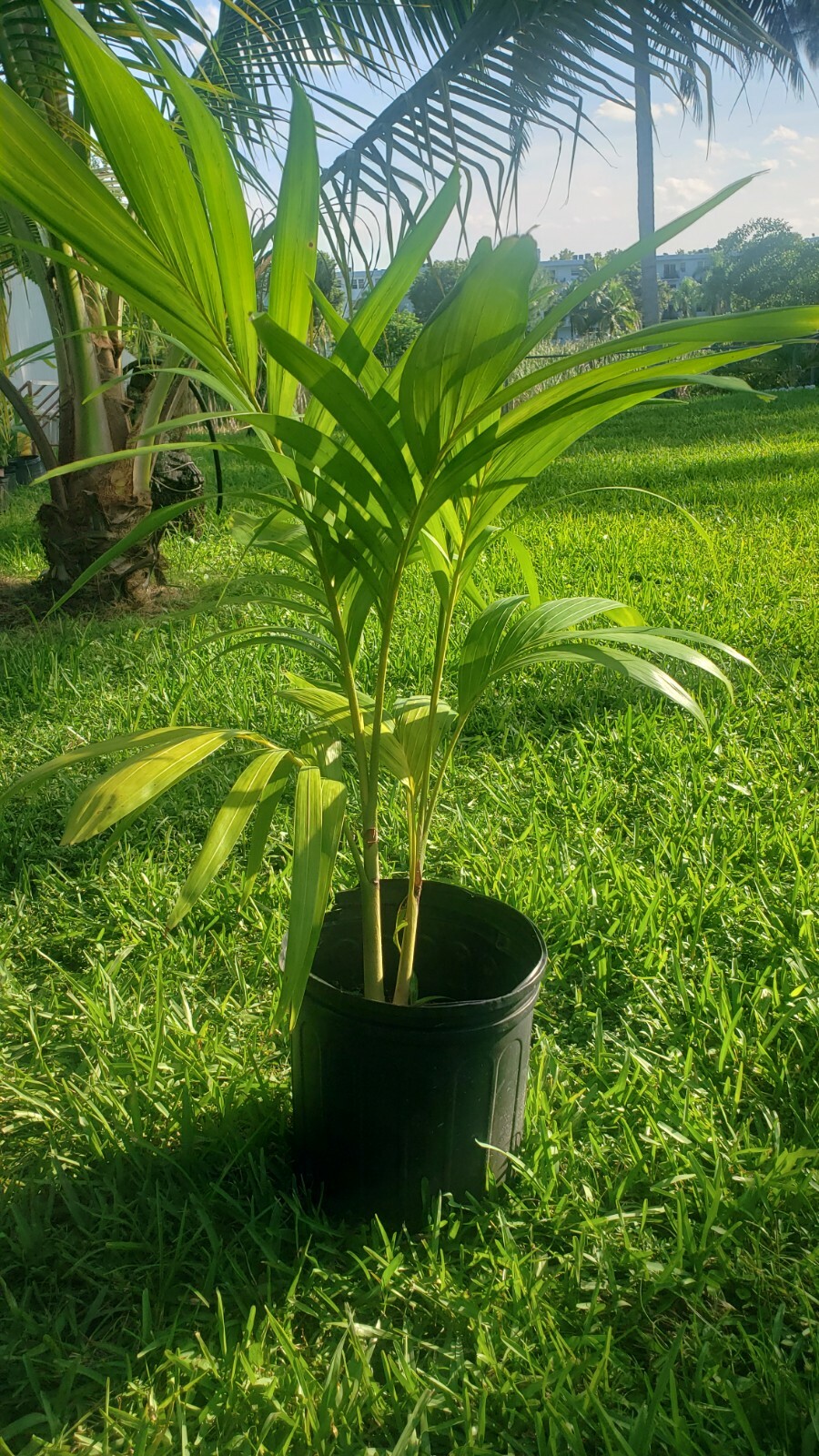 Double adonidia merrelli Palm Tree 24 inch tall (2 years old )