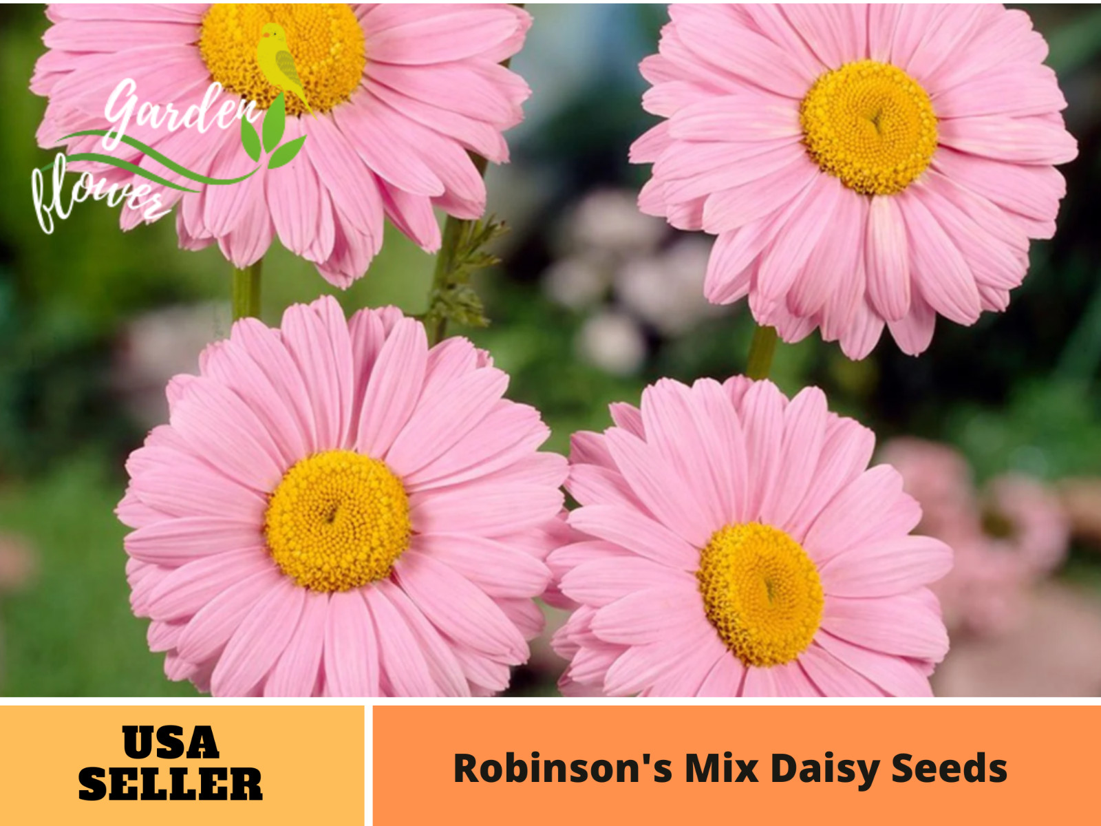 100 Seeds| Robinson’s Rose Daisy Seeds #N007