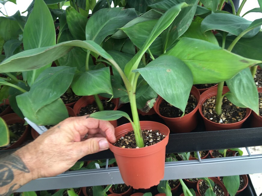 FHIA-03 “Sweetheart” Dwarf Banana Plant – RARE Dwarf Banana