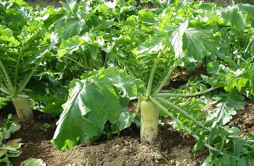 200+Seeds Daikon Radish Japanese Minowase Radish Chinese White radish Luo bo USA