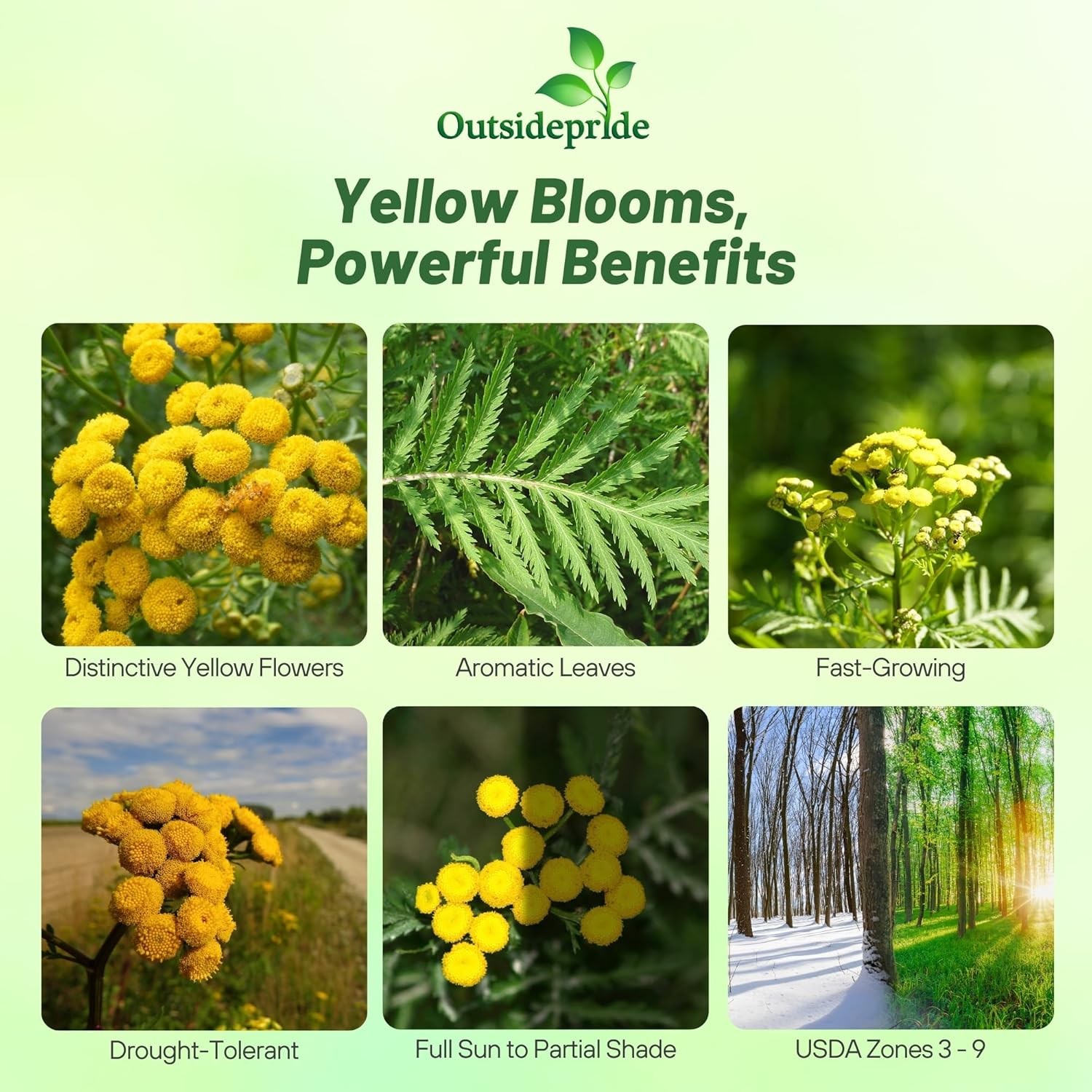 10000 Seeds Tansy Seeds – Golden Buttons Herb Seed