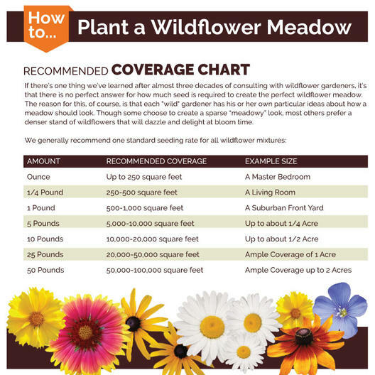 Wildflower Mix NORTHEAST Regional 25 Species Non-GMO w/Perennials USA 500 Seeds