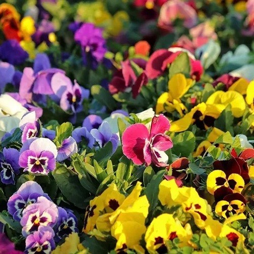 Pansy Swiss Giants Mixed Colors Seeds Organic, Non-GMO Viola Wittrockiana Roggli
