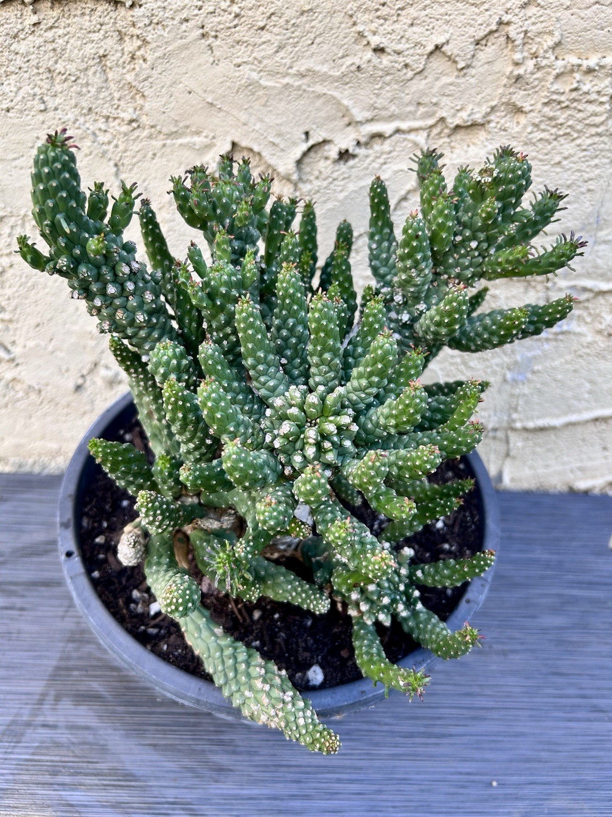 Unique Euphorbia Inermis Multi-Head Succulent Cactus Plant