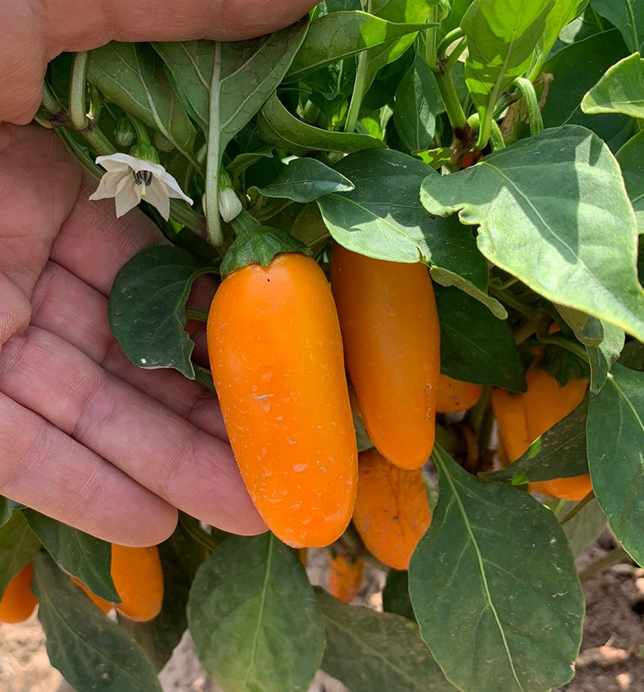 Orange Spice Jalapeno F1 Jalapeno Pepper: 10 Seeds, Free Shipping!