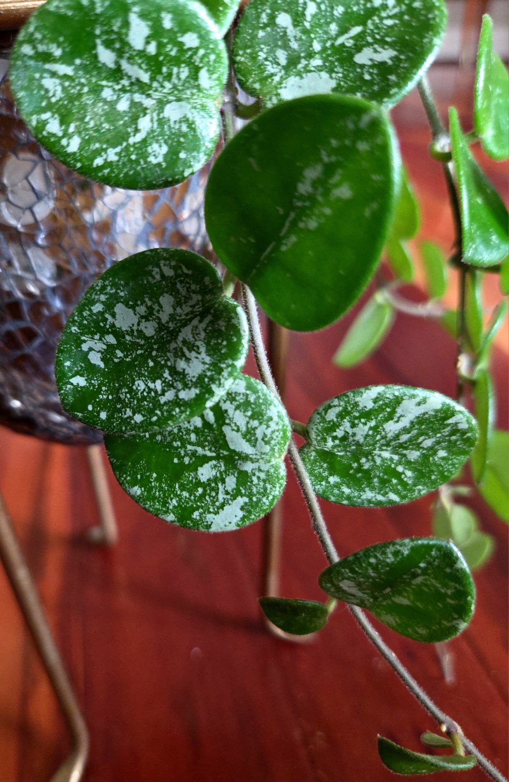 RARE Hoya Splashy Carnosa X Serpens 18″ Long No Monstera Philodendron Anthurium