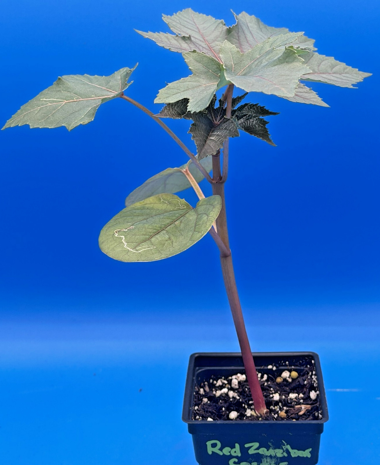 Castor, Zanzibar Red Live Plant 3″ Starter Pot – R communis ‘Zanzibarensis’