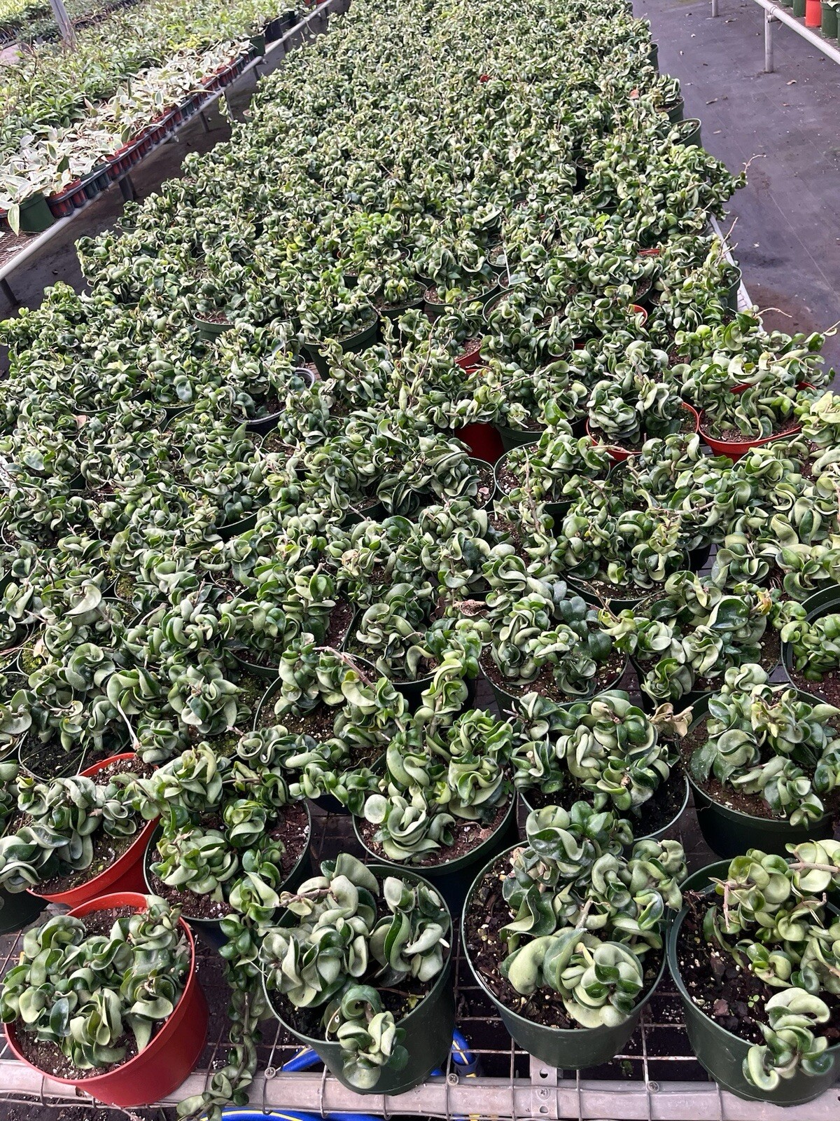 6” Hoya Rope – Hoya Compacta – Hindu Rope – Hoya Carnosa