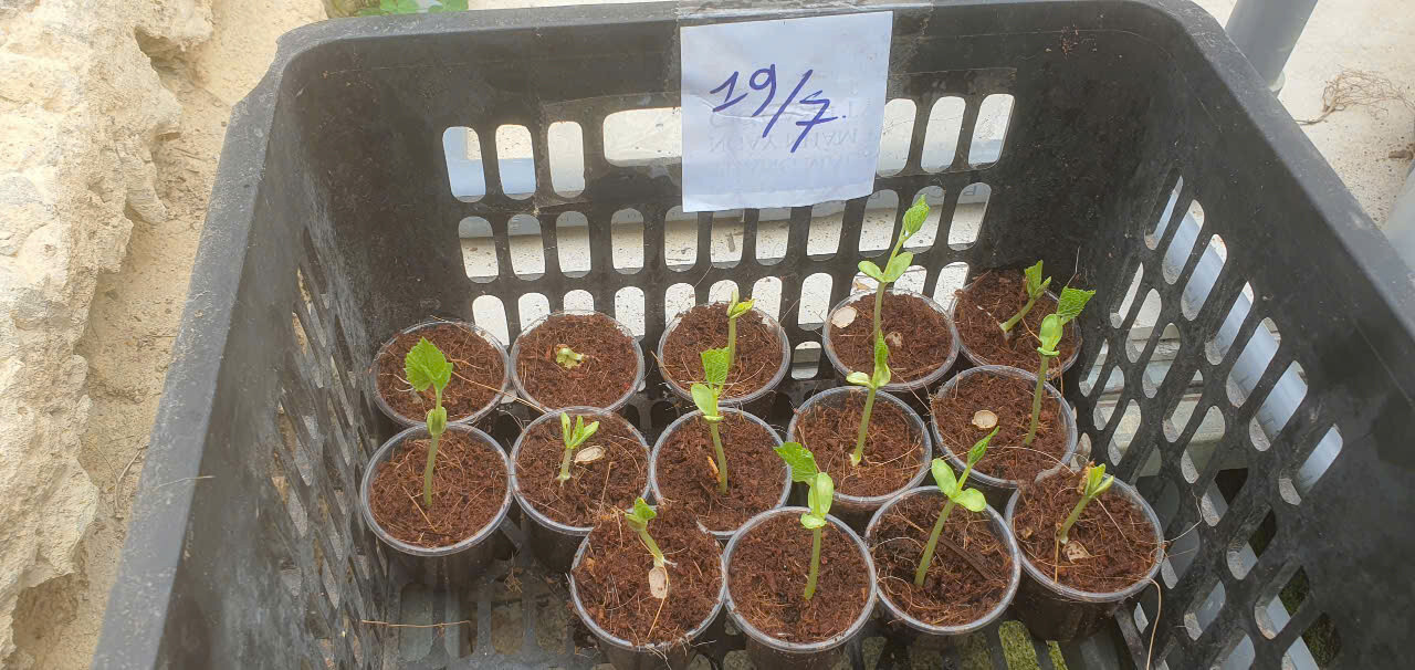White Skin Bitter Gourd seeds, Heirloom, Asian Vegetable by Mai’s Family